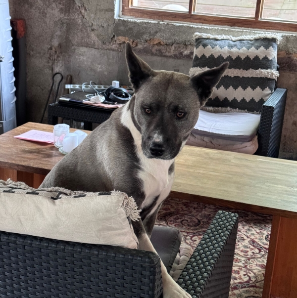 Dog solution : Offre renforcée +